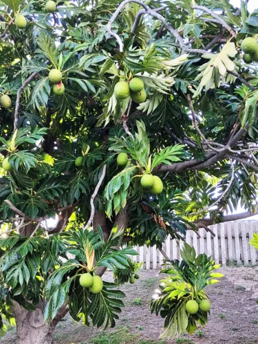 Photo of the Day: ‘Ulu, anyone?
